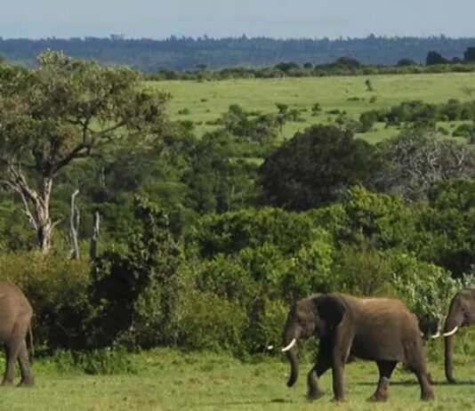 Visit Uganda, The Pearl of Africa Ugandan Elephants