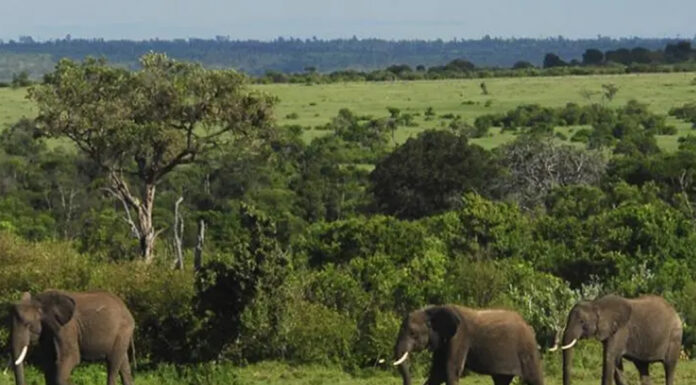 Visit Uganda, The Pearl of Africa Ugandan Elephants